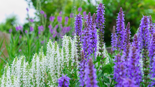 A Guide to Growing Salvia in Your Garden