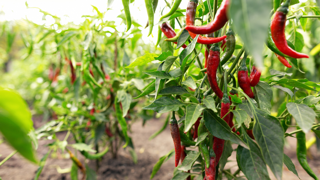 A Comprehensive Guide to Growing Chillies from Seed in the UK