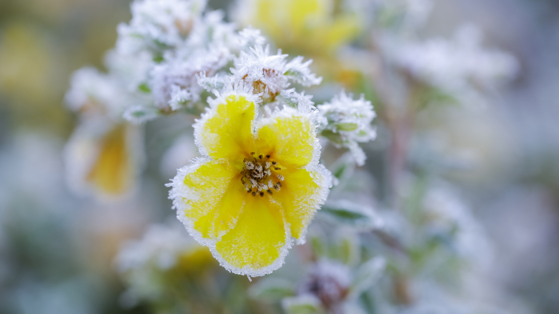 How to protect plants from frost