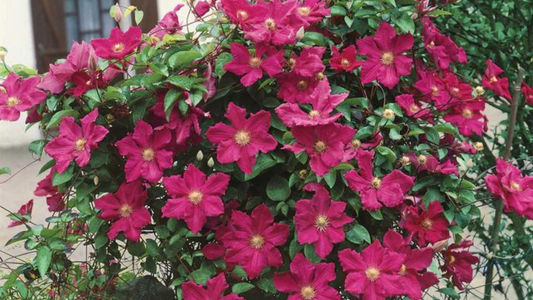 How to grow Clematis