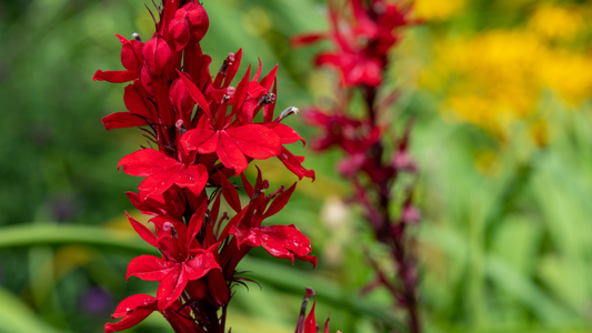 How to Grow Lobelia