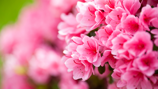 A Comprehensive Guide to Growing Azaleas in Your Garden