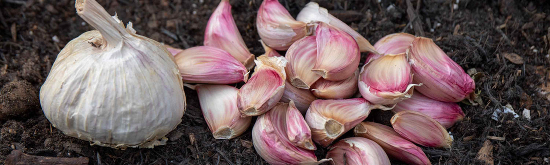 How To Grow Garlic