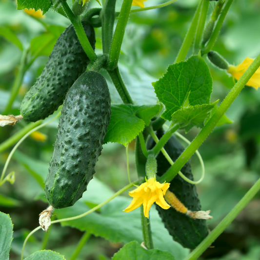 When to Sow Cucumber Seeds