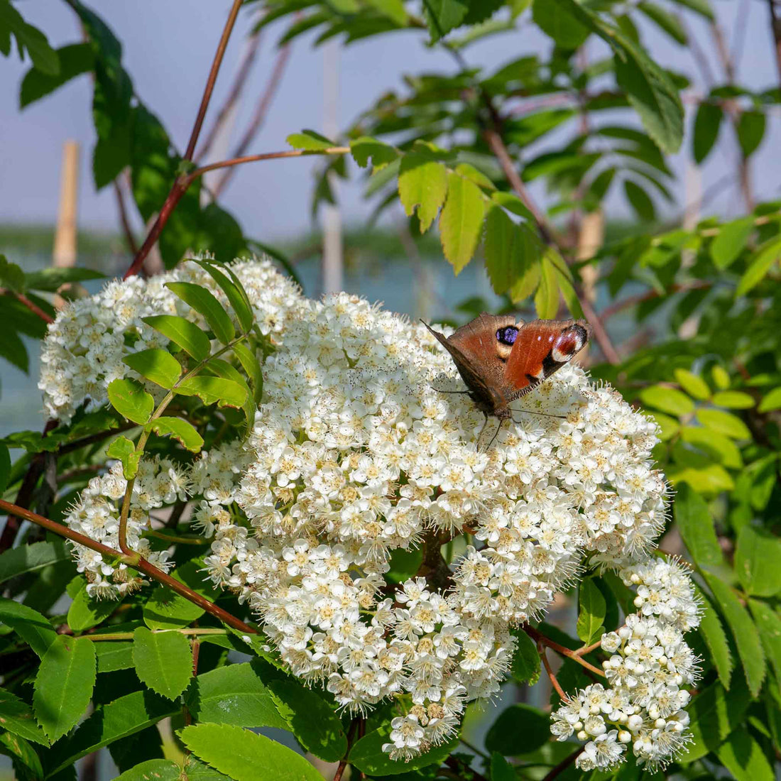 Pollinator Paradise: Plants That Attract Butterflies, Bees and Birds