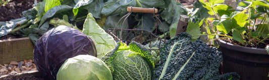 Autumn Planting: Top Gardening Jobs for the Season
