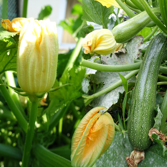 How to Grow Courgette Plants