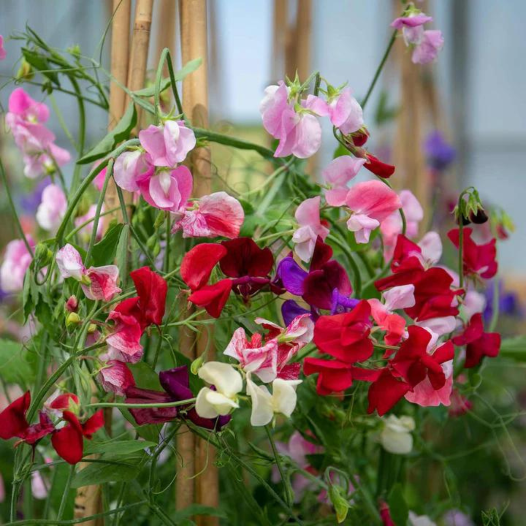 A Comprehensive Guide to Growing Sweet Peas from Seed