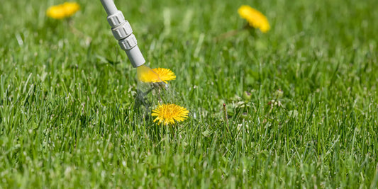 Weed Control: Comprehensive Strategies for Weed Management