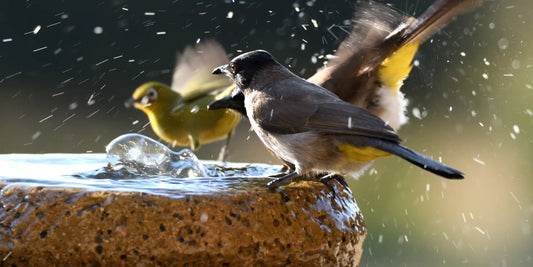 The Importance of Water for Birds and RSPB's Role