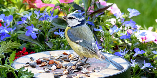 Top Tips for Feeding Wild Birds: RSPB's Bird Feed Wisdom