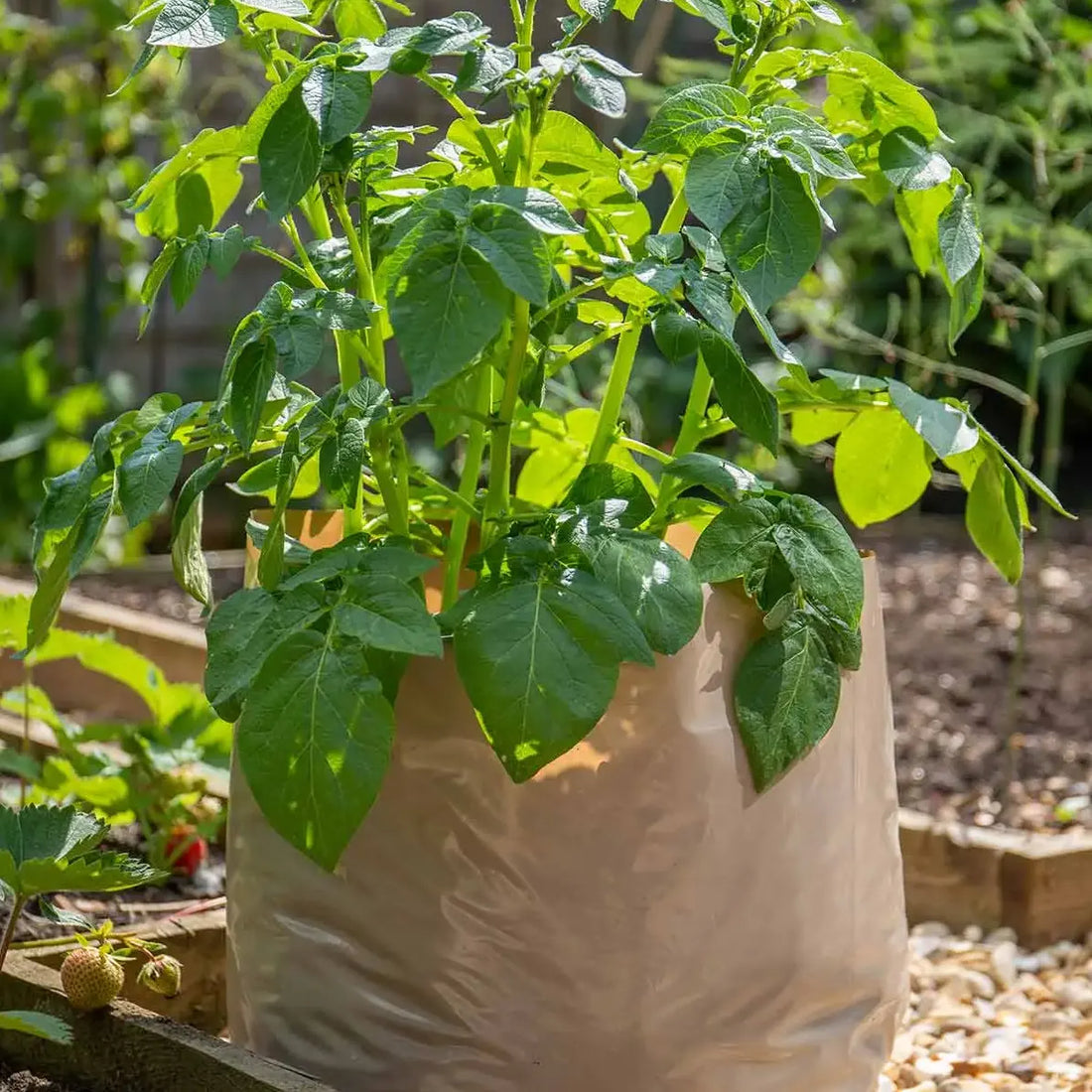 Small Space Gardening: Thriving Veggies and Plants for Your Apartment, Garden, or Patio