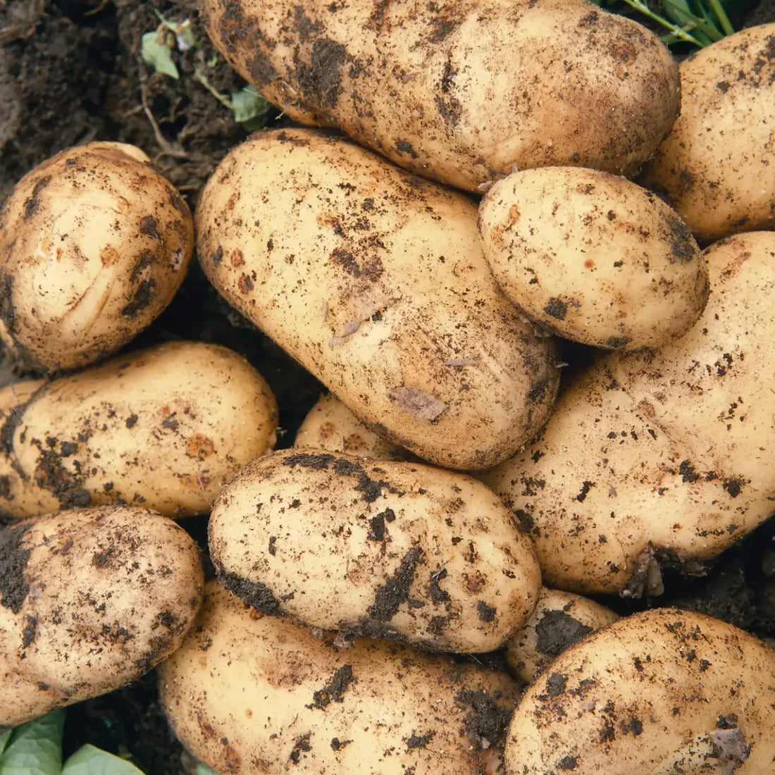 Battling Potato Blight: Tips to Protect Your Garden's Precious Potatoes