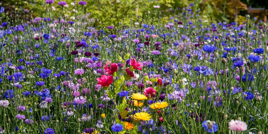 A Guide to Creating a Wildlife Garden