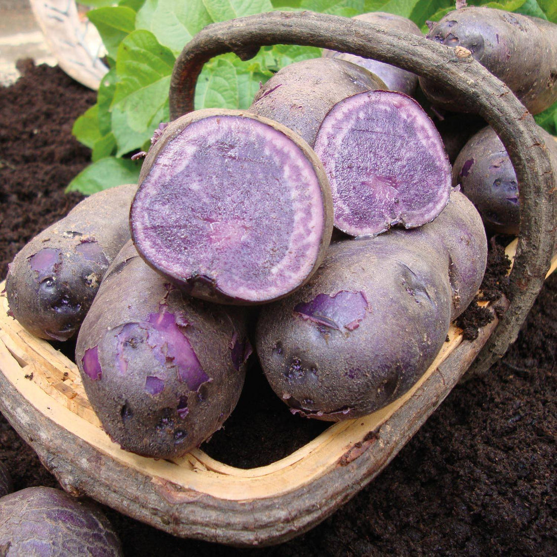 Exploring the Health Benefits of Purple Vegetables: Focus on Purple Carrots, Sprouting Broccoli, and More