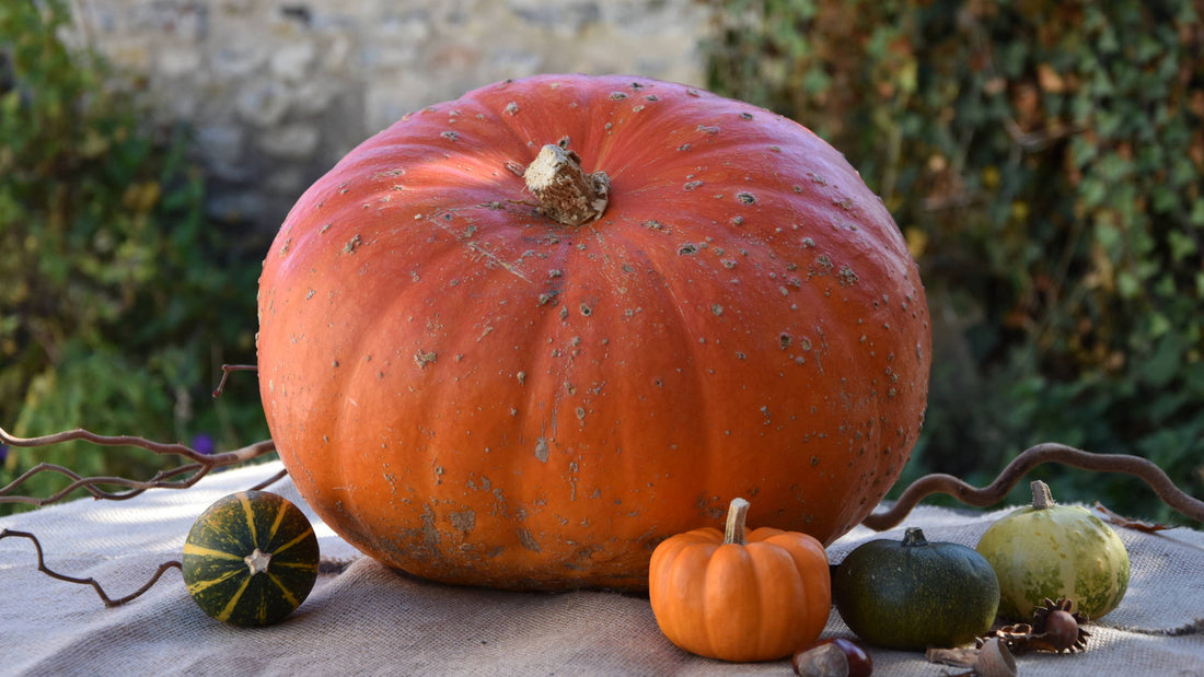 When to Sow Pumpkin Seeds