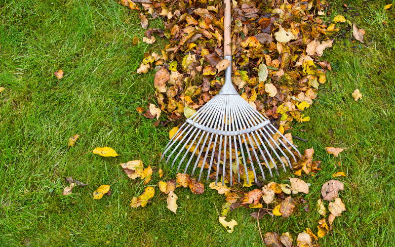 Taking care of your lawn this Autumn