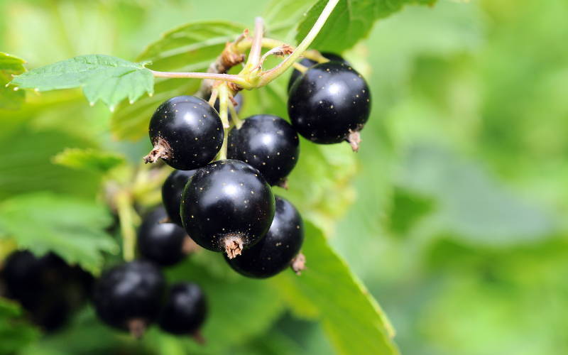 How to grow blackcurrant plants