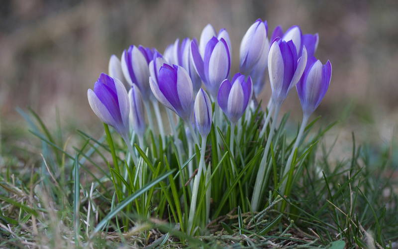 Top Ten Bulbs for Naturalising – Marshalls Garden