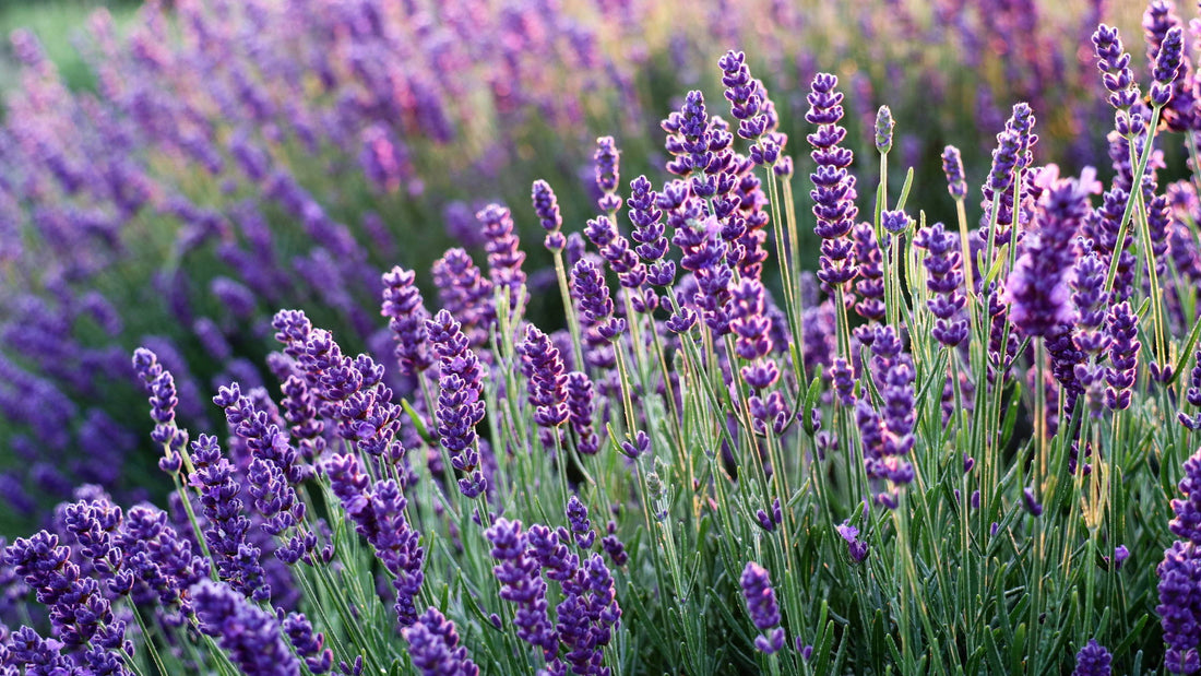 Top 10 Perennials That Bloom Every Year