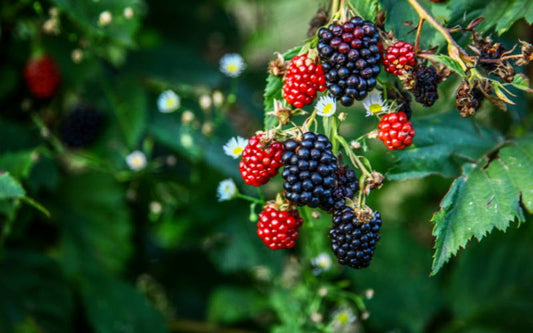 How to grow blackberry plants