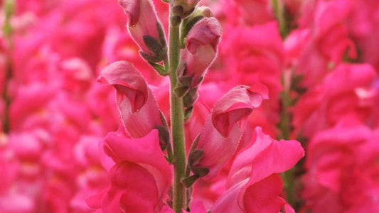 How to Grow Snapdragons