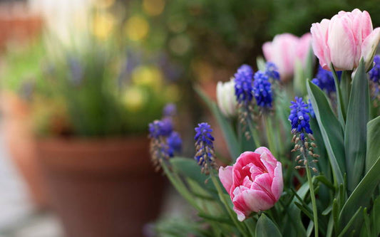 How to Grow Bulbs in Containers