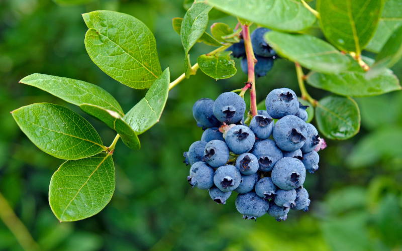 How to grow blueberry plants