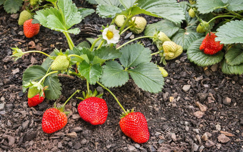 How to grow soft fruit