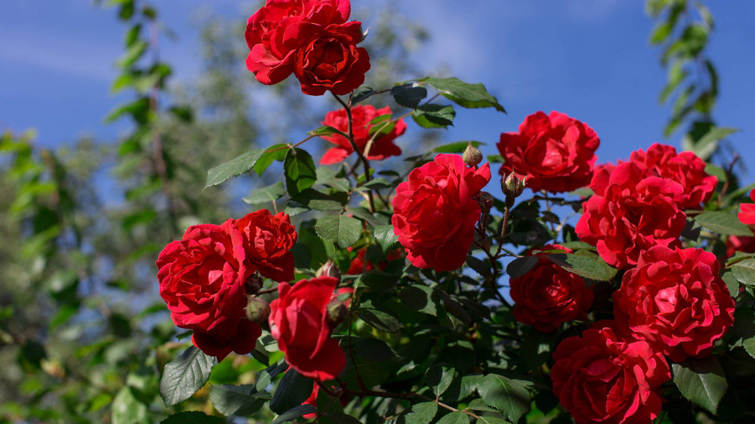 Too Poor Roses The Best Roses for Poor Soil – Marshalls Garden