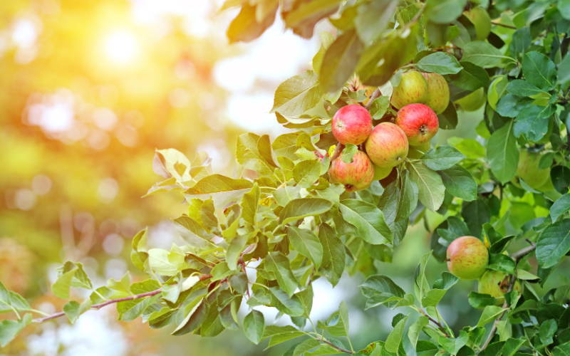 Grow a mini orchard in pots