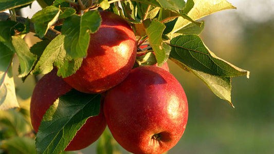 How to Grow Apple Trees