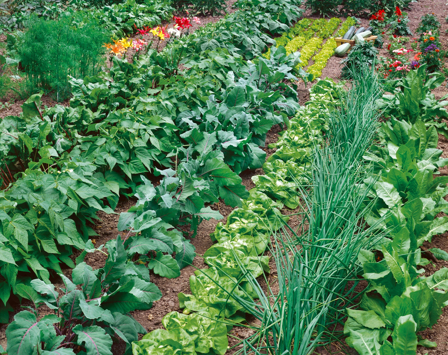 Easy to Grow Vegetables