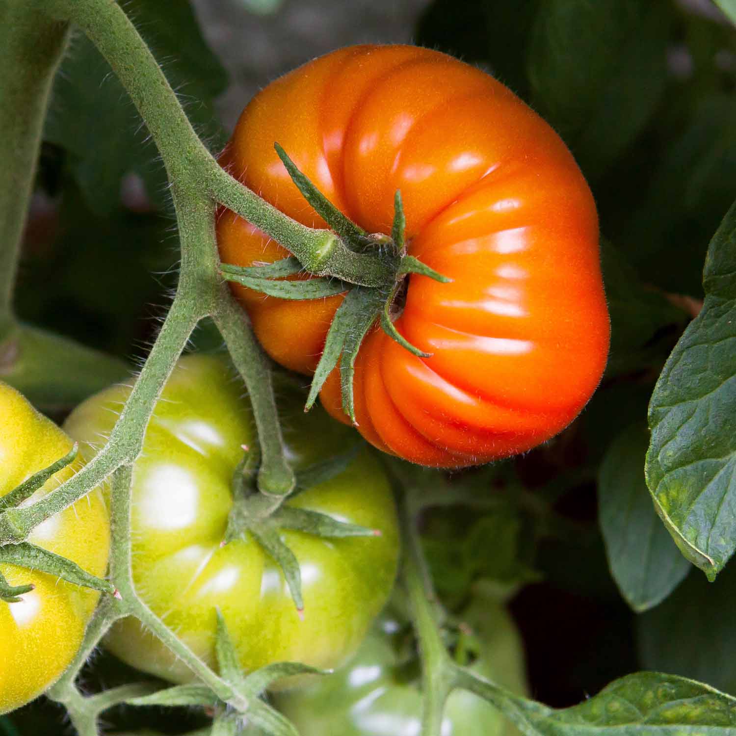 Beefsteak Tomatoes