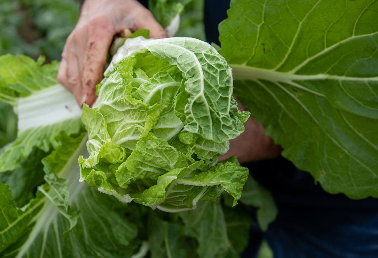 Pre Order Vegetable Plants