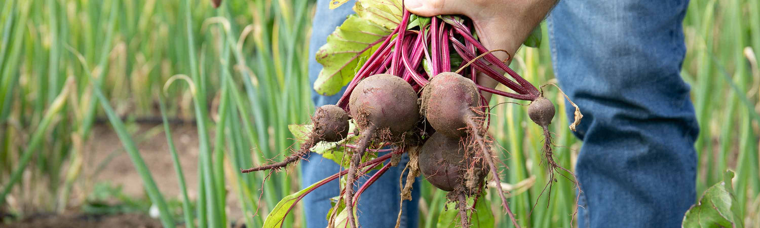 Gardeners' Favourite Vegetable Seeds