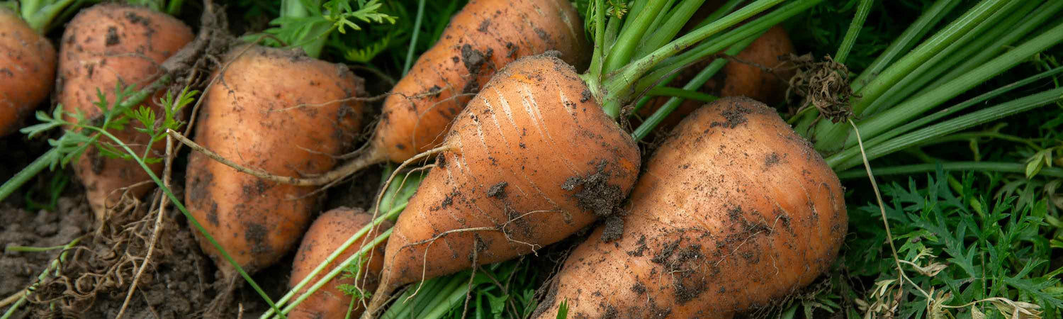 Carrot Plants