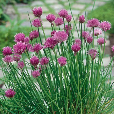 Chives growing with purple flowers