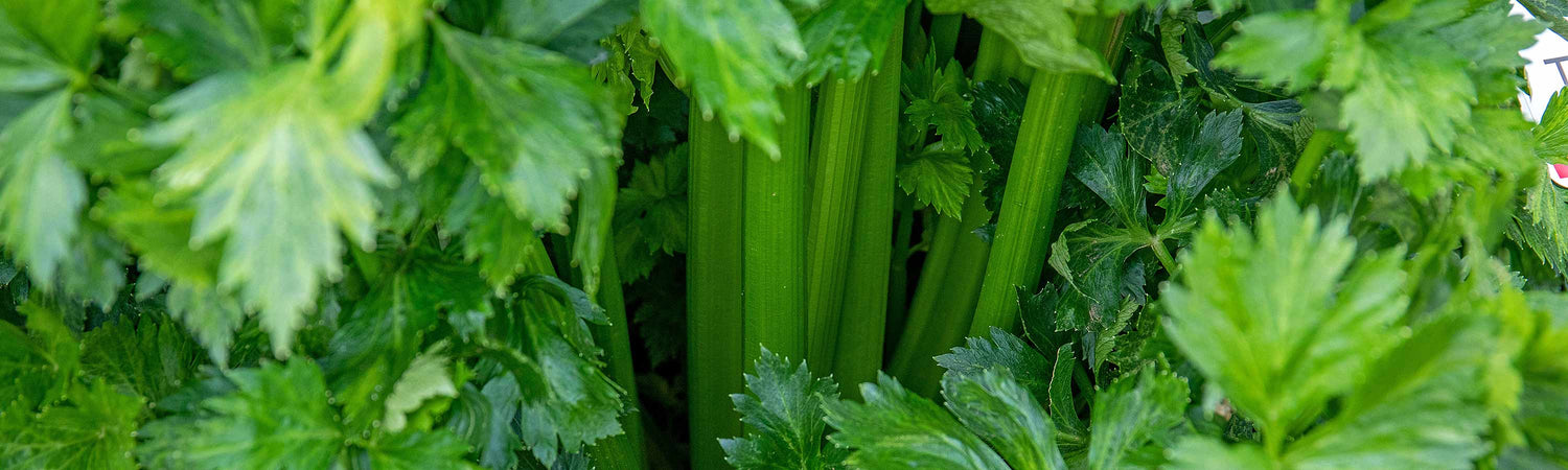 Celery Plants