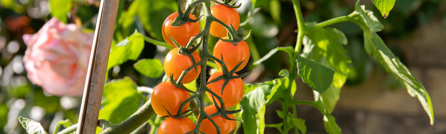 Cordon Tomatoes