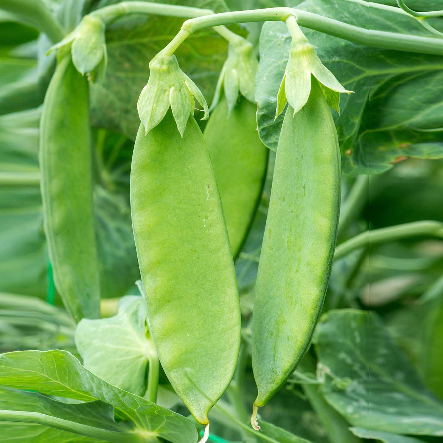Mangetout Pea Seeds
