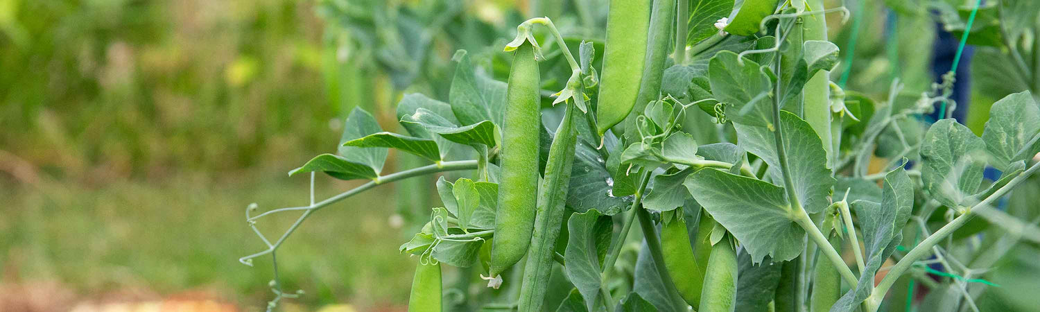 Pea Seeds