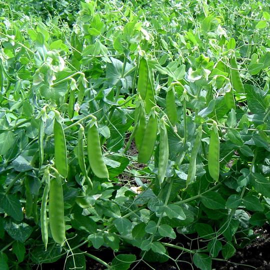 Pea Seeds | Buy Pea Seeds Online | Pea Seeds For Sale | Marshalls Garden