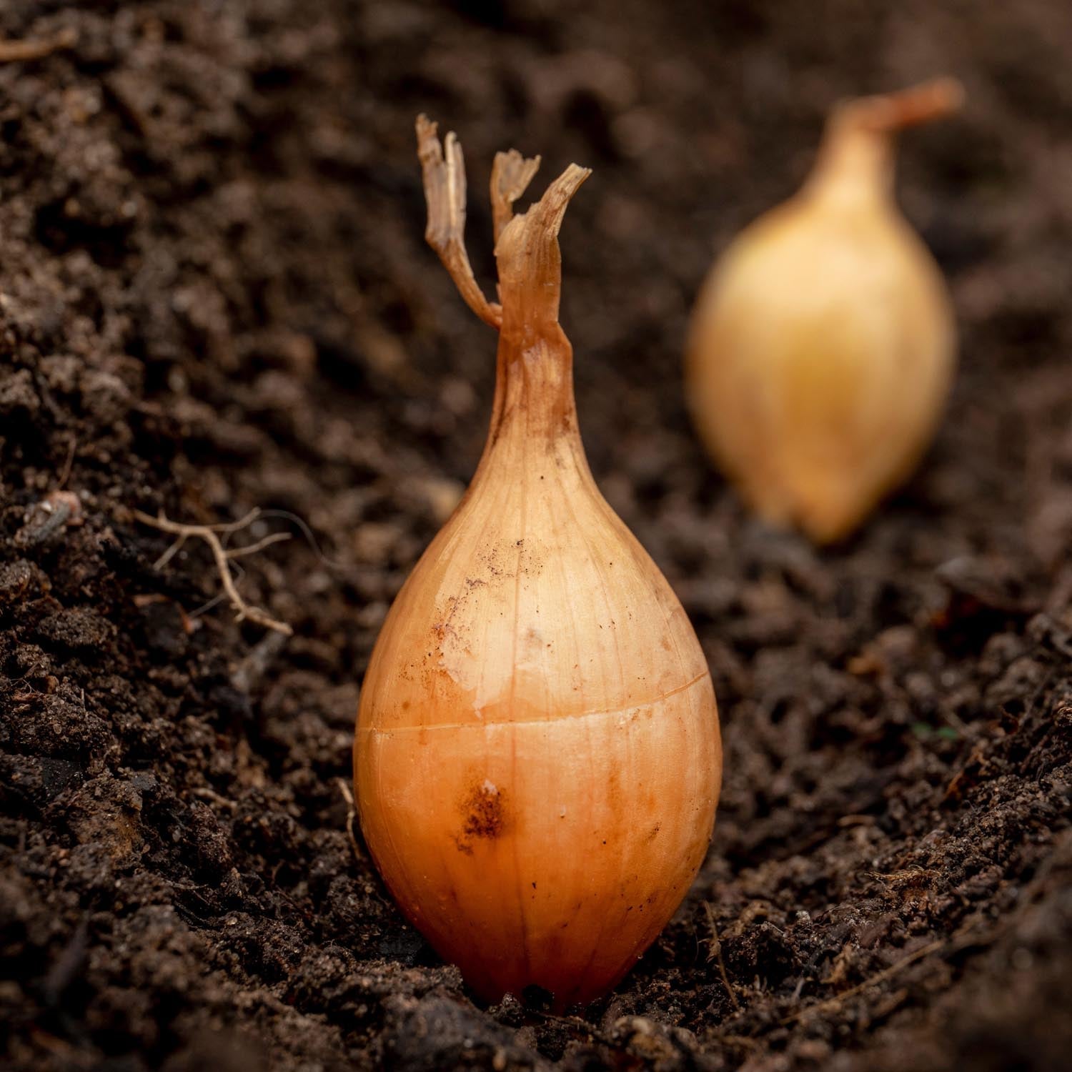 Autumn Planting Onions