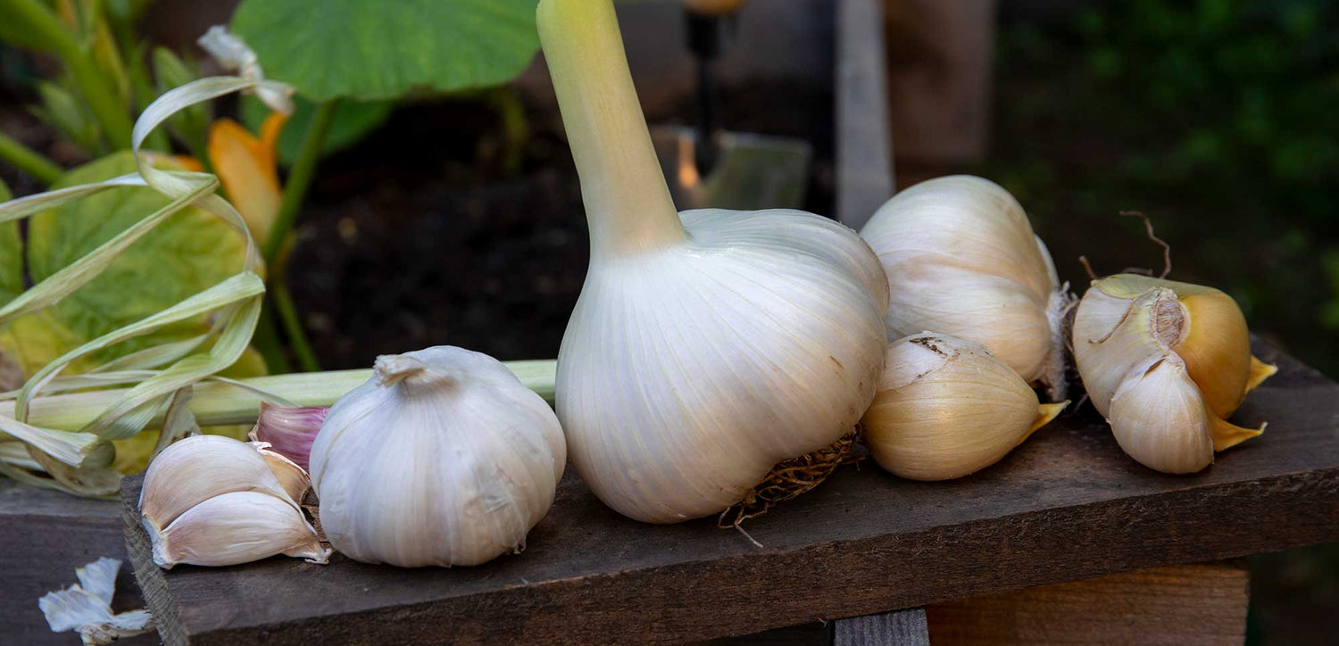 garlic on trowel in mud