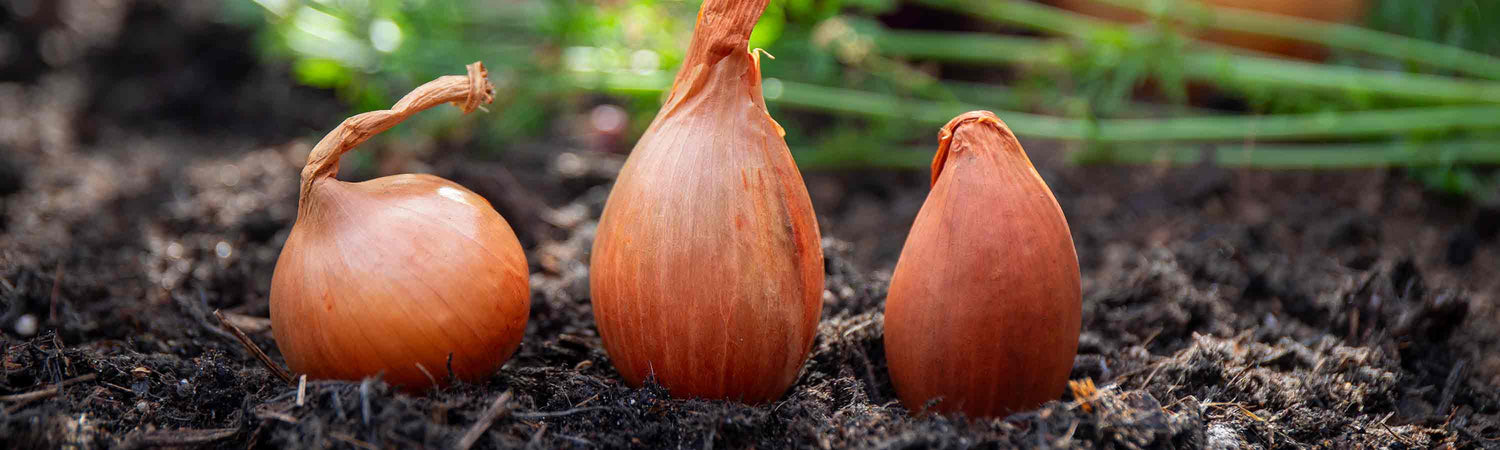 Shallots