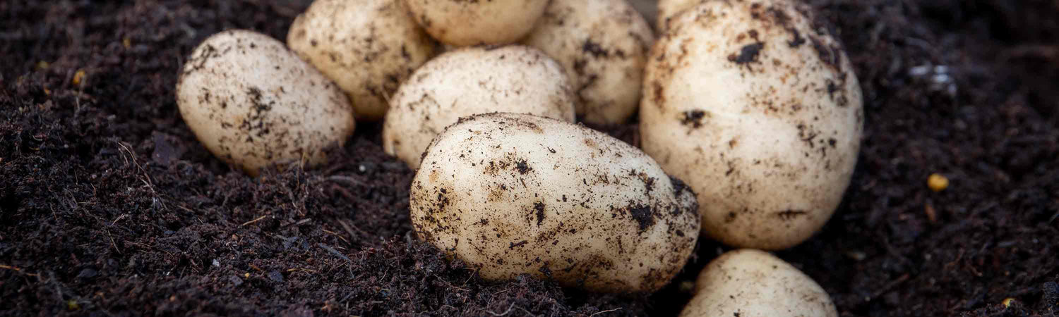 Second Early Potatoes