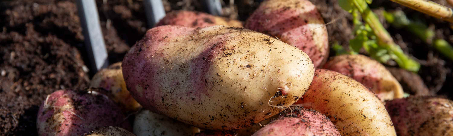 Maincrop Potatoes
