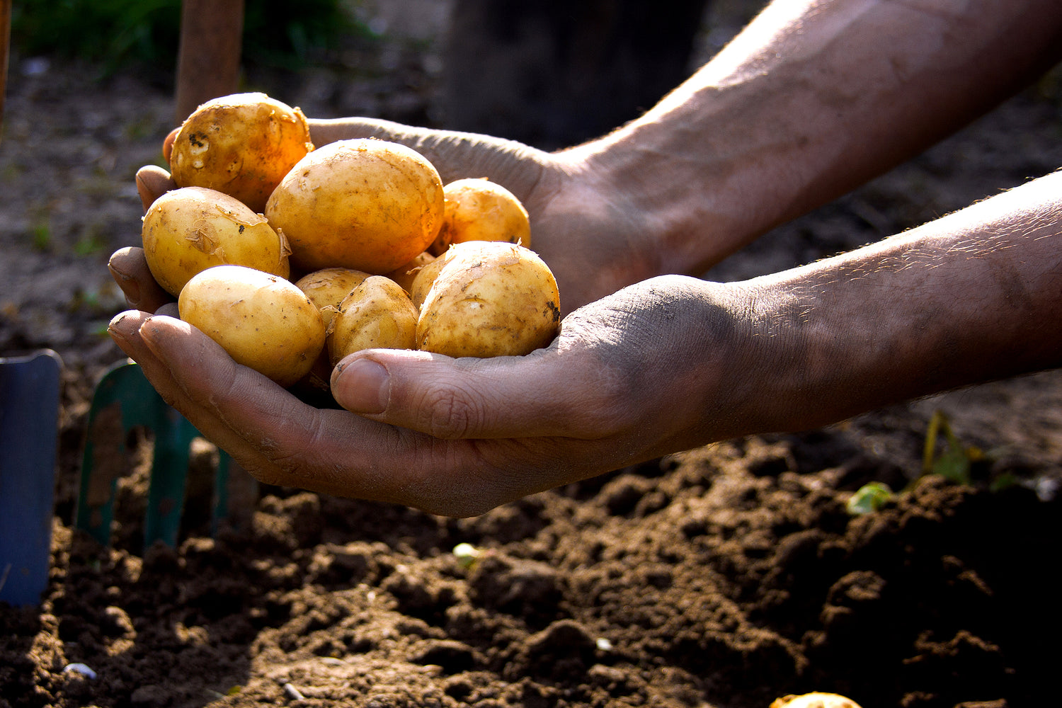 Pre-Order Potatoes