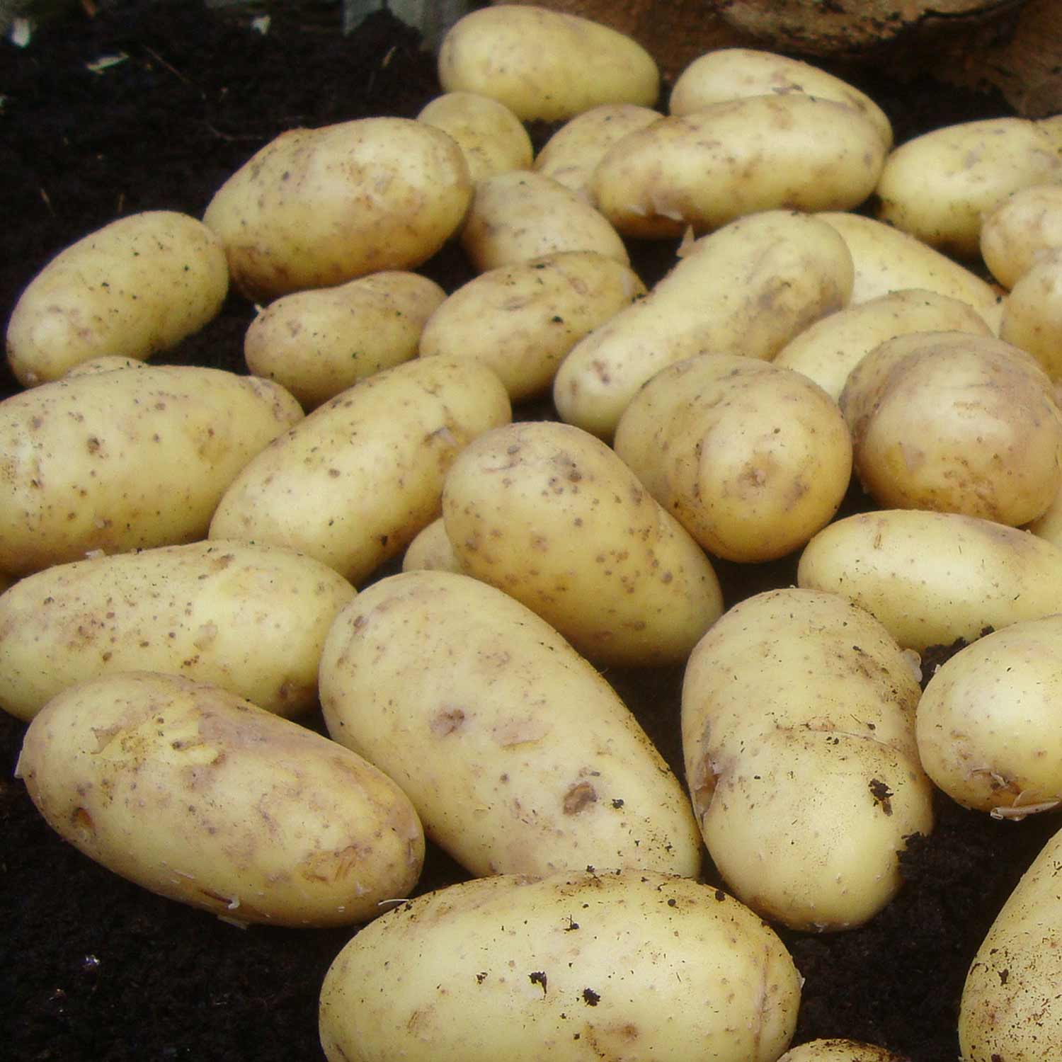 Salad Potatoes